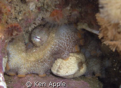 octopus and lunch,santa cruz island, chanel islands- cali... by Ken Apple 